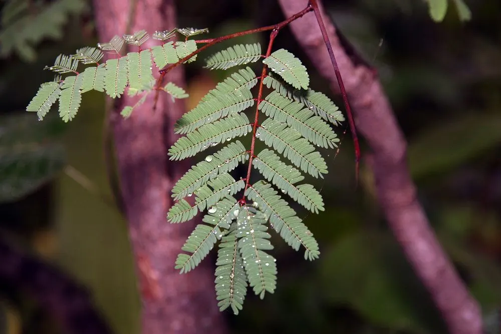 Cascalote (Caesalpinia Cacalaco) — making it an ideal focal point for design; with minimal pruning requirements