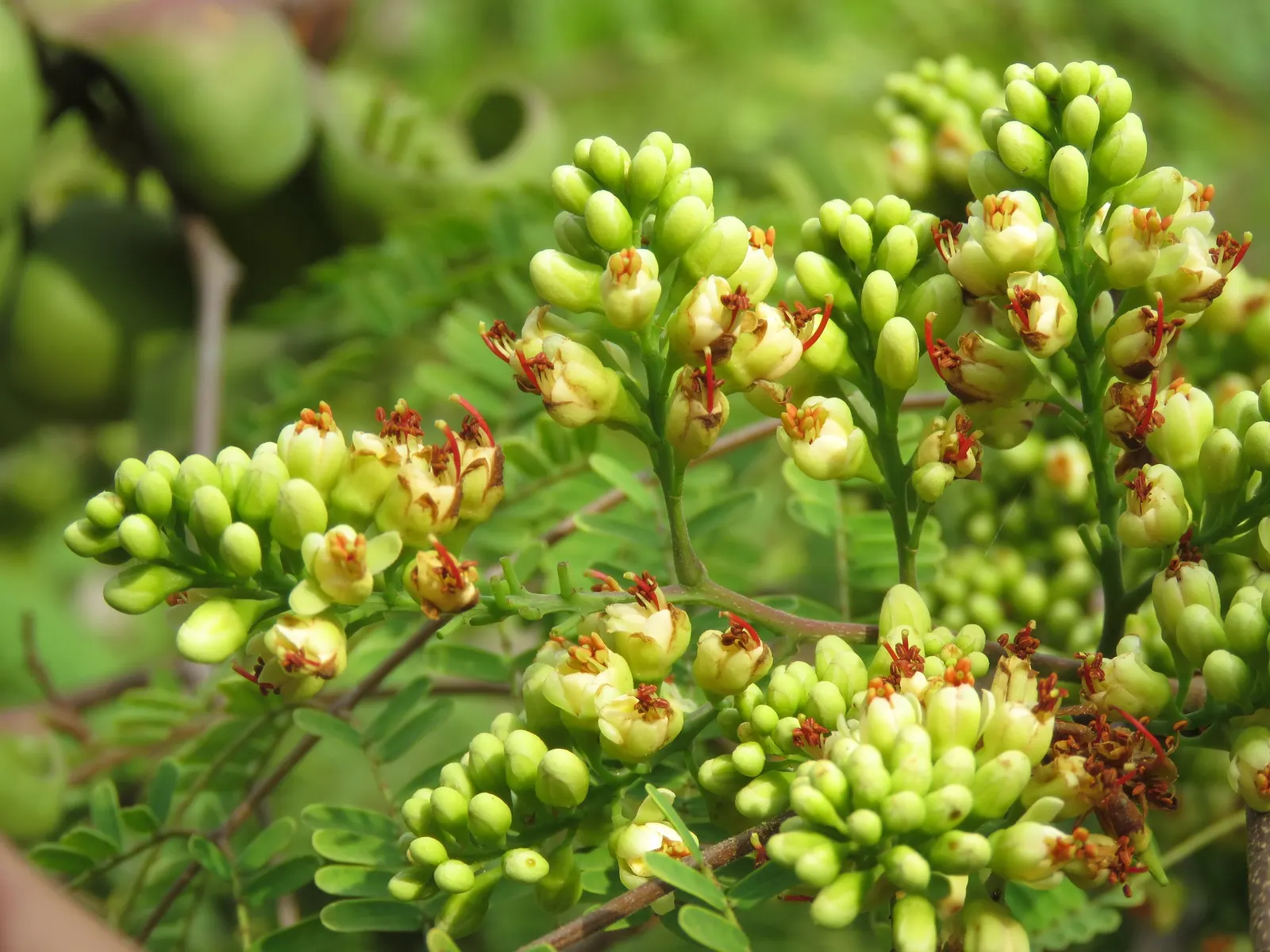 Cascalote (Caesalpinia Cacalaco) — Originating from the warm regions of Mexico; is a superb semi-evergreen tree that endows landscapes with its vibrant presence