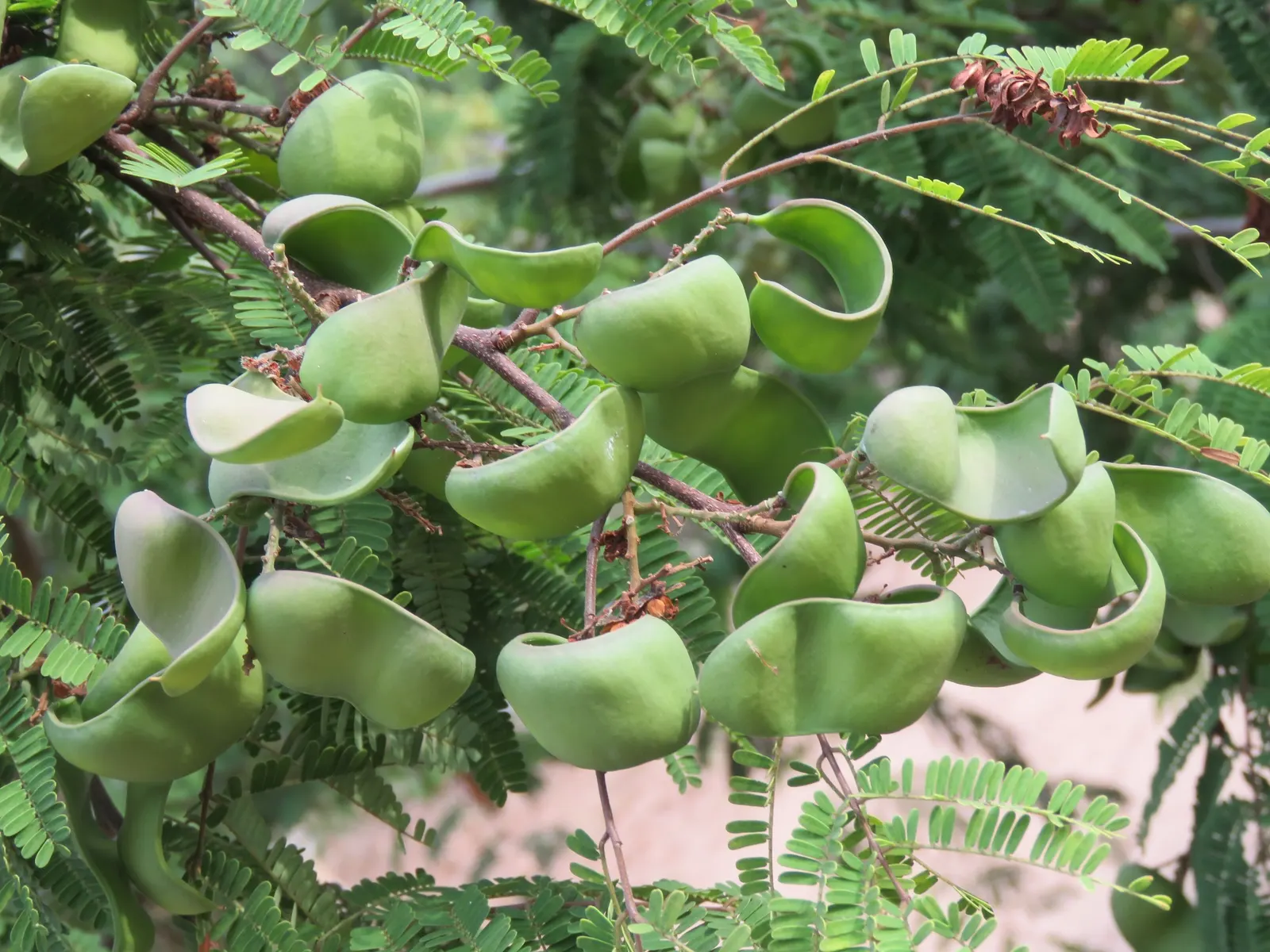 Cascalote (Caesalpinia Cacalaco) — consider its placement where onlookers can enjoy the seasonal shifts up close