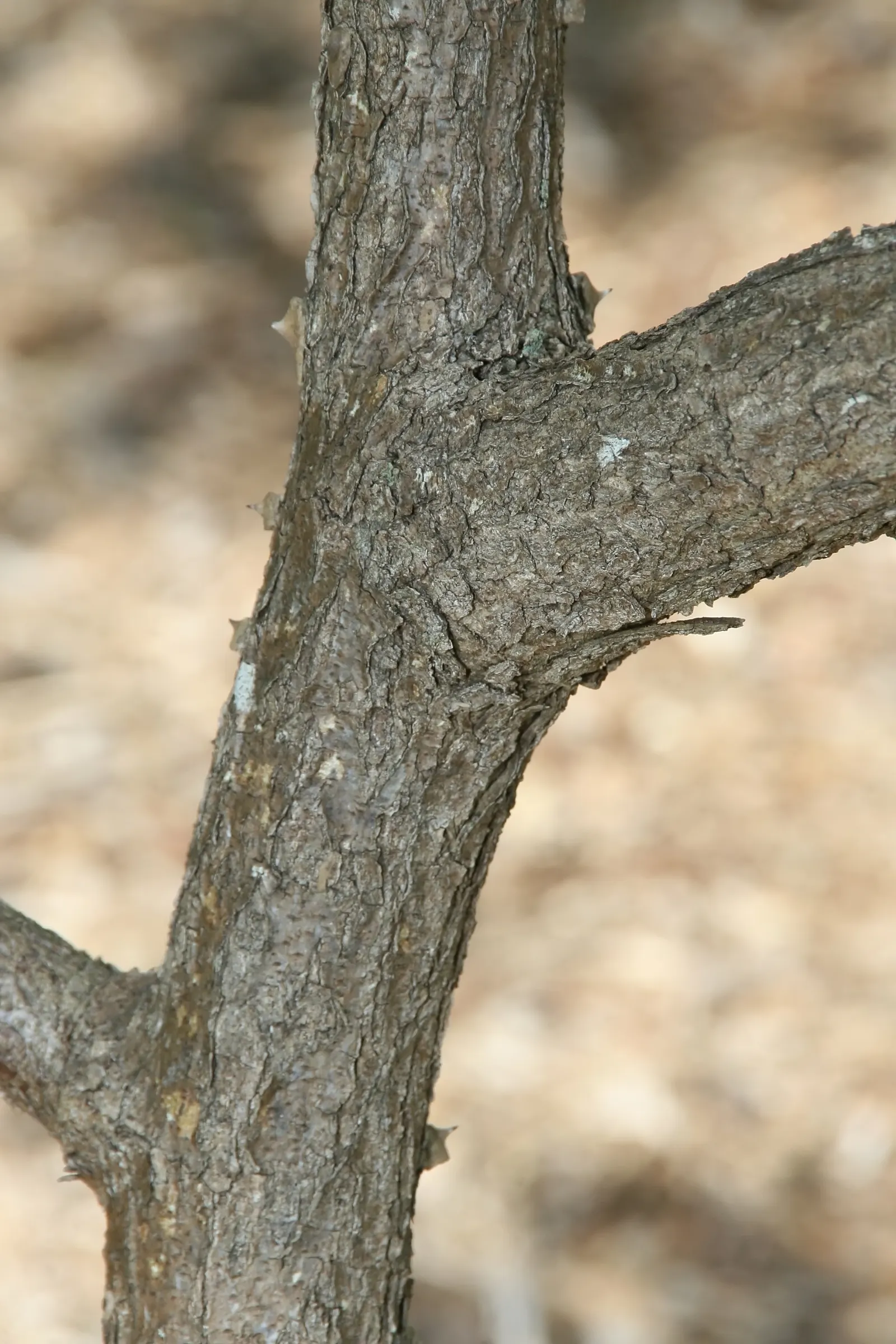 Cascalote (Caesalpinia Cacalaco) — It is also noteworthy for its drought tolerance once established; tree for full