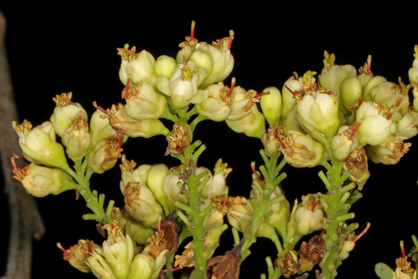 Cascalote (Caesalpinia Cacalaco) — Boasting small, shiny green leaves, its winter months dazzle with vibrant yellow blossoms
