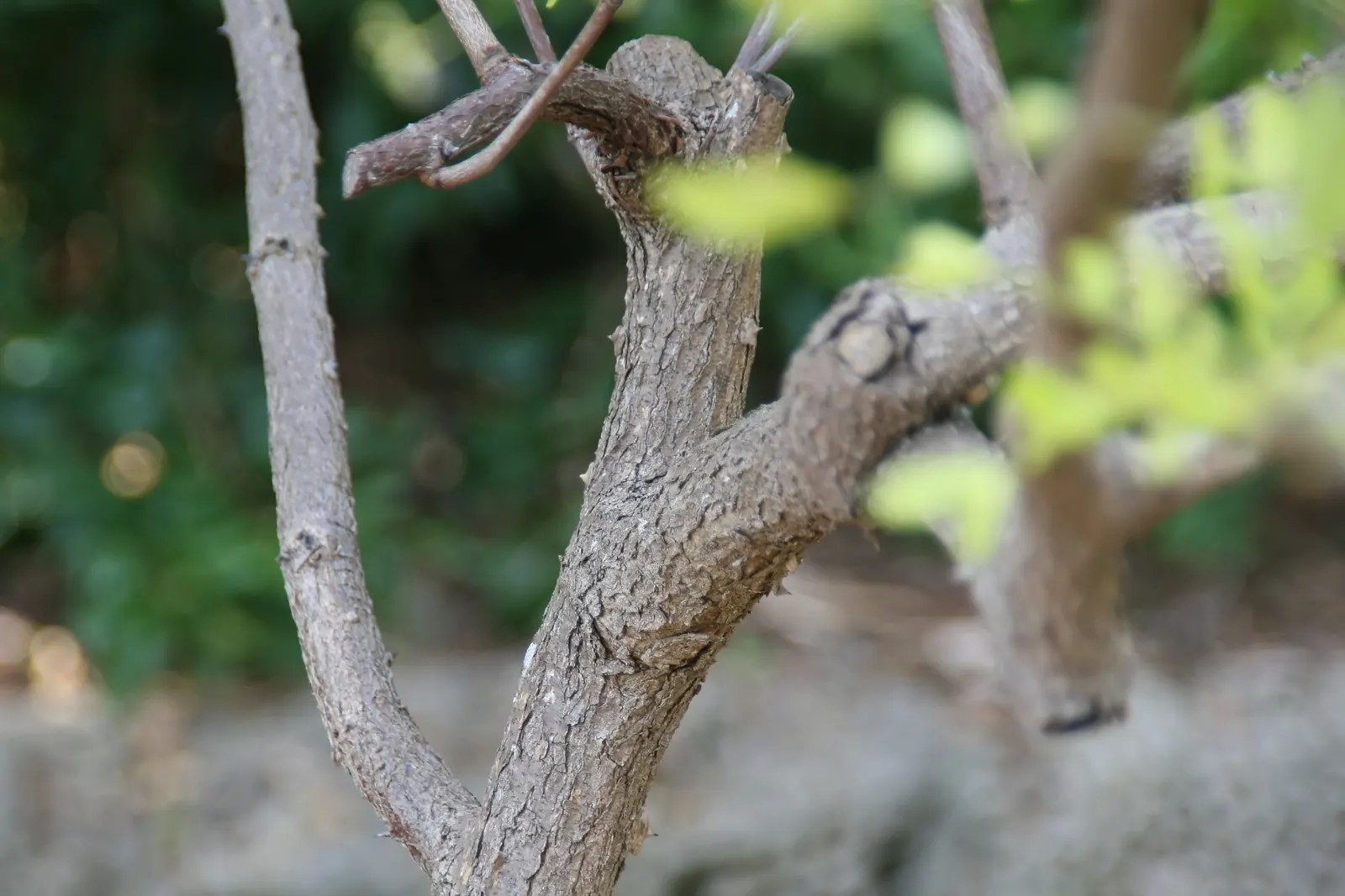 Cascalote (Caesalpinia Cacalaco) — This low-maintenance choice features thorns and requires well-drained soil; with minimal litter, it's ideal for, image 57