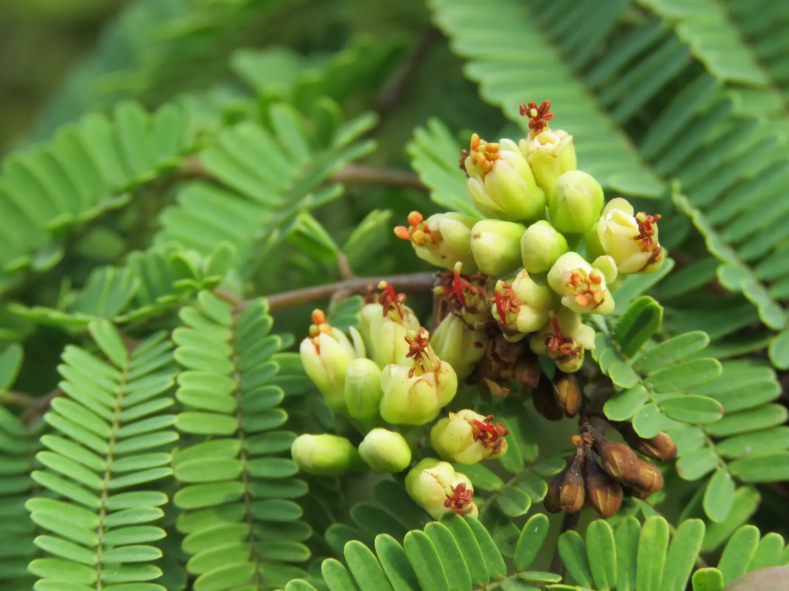 Cascalote (Caesalpinia Cacalaco) — Boasting small, shiny green leaves, its winter months dazzle with vibrant yellow blossoms; long seed pods follow the