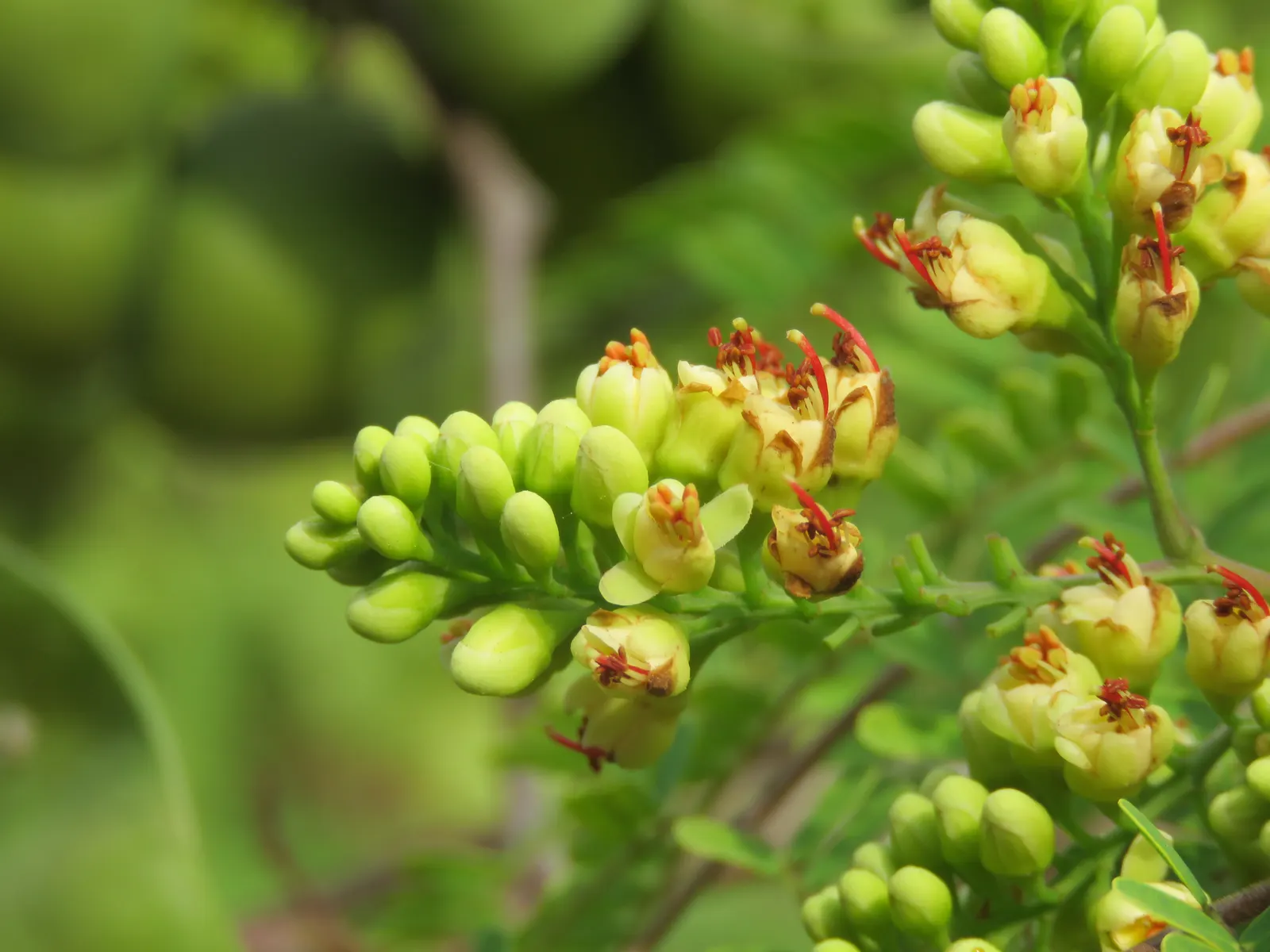 Cascalote (Caesalpinia Cacalaco) — Drought-tolerant once established, it thrives in full sunlight