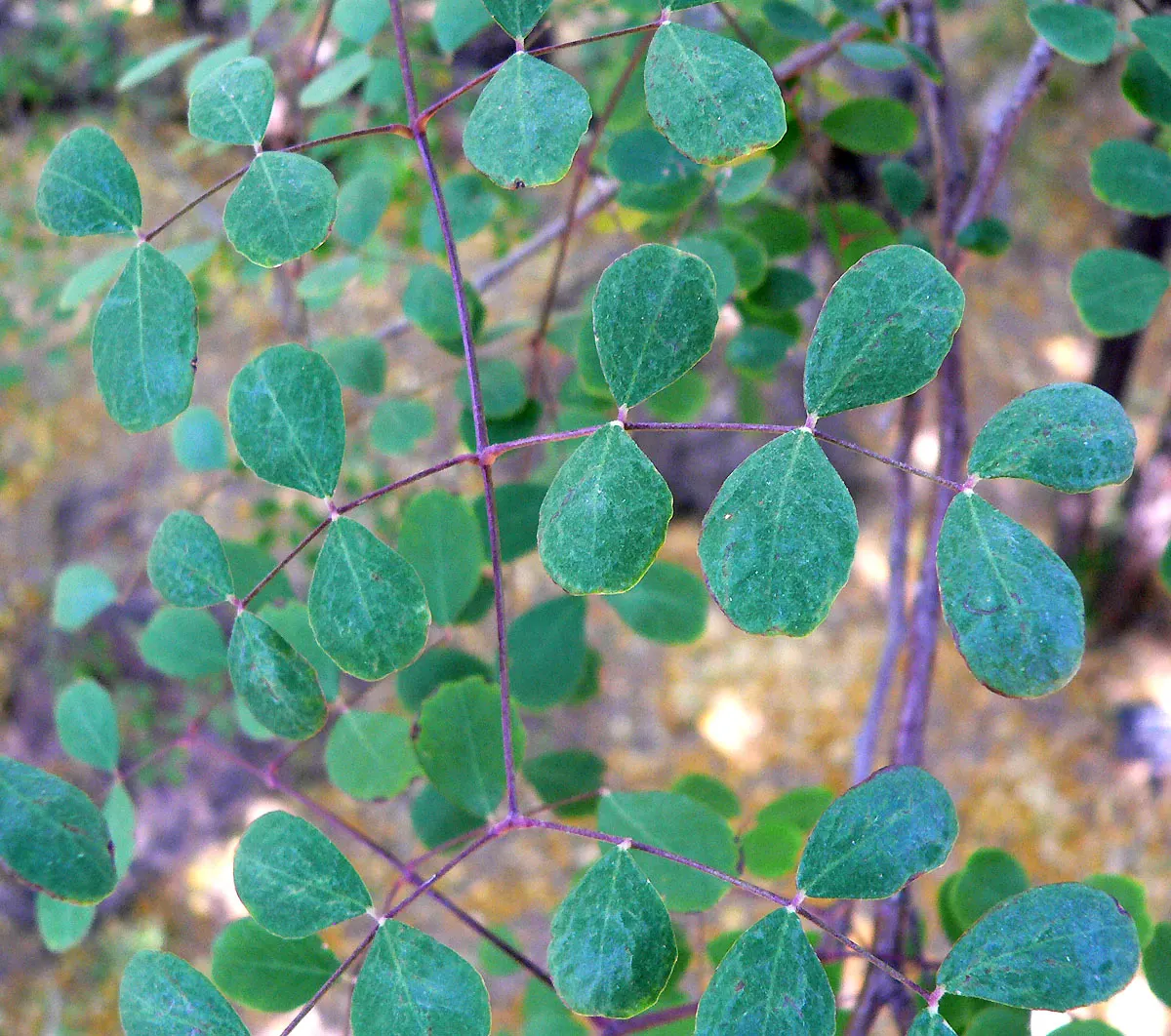 Cascalote (Caesalpinia Cacalaco) — The Cascalote or Caesalpinia cacalaco is a semi-evergreen tree; drought-tolerant once established, it thrives in full