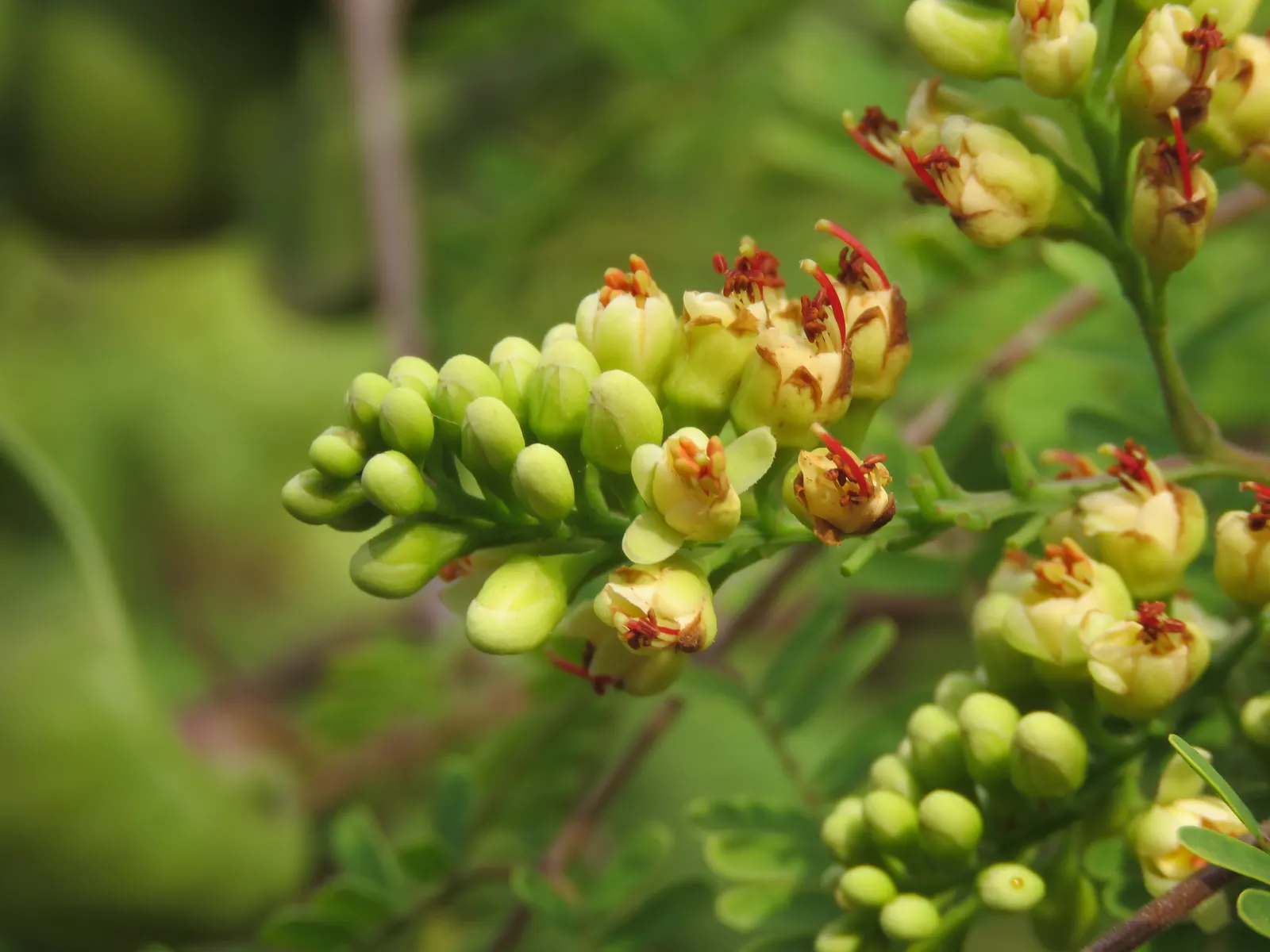 Cascalote (Caesalpinia Cacalaco) — which are especially attractive to pollinators such as bees and butterflies; this low-maintenance choice features thorns and