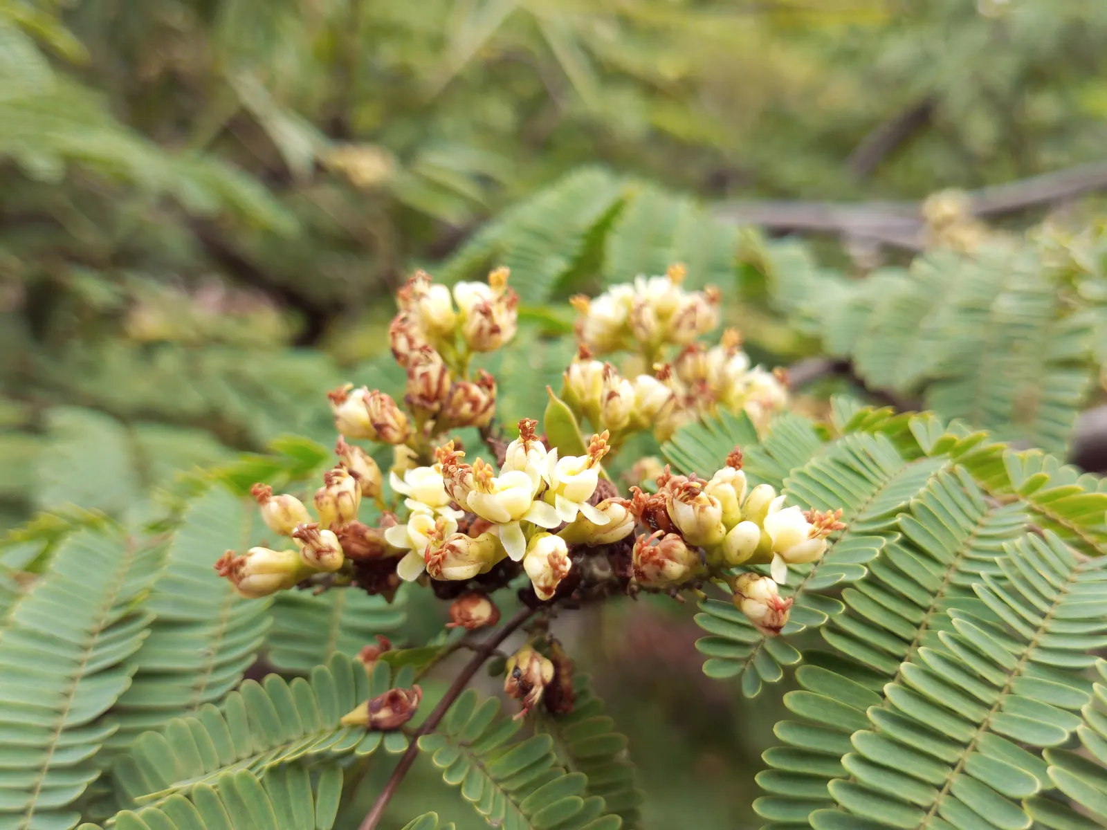 Cascalote (Caesalpinia Cacalaco) — USDA zones 9-11 are best suited for its growth