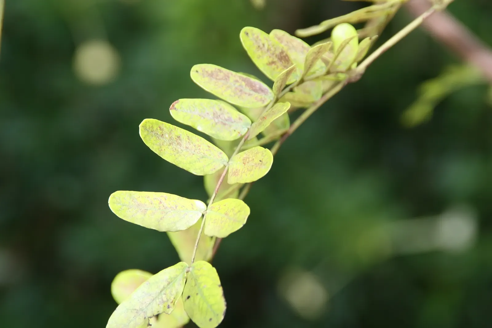 Cascalote (Caesalpinia Cacalaco) — feathery texture in the garden