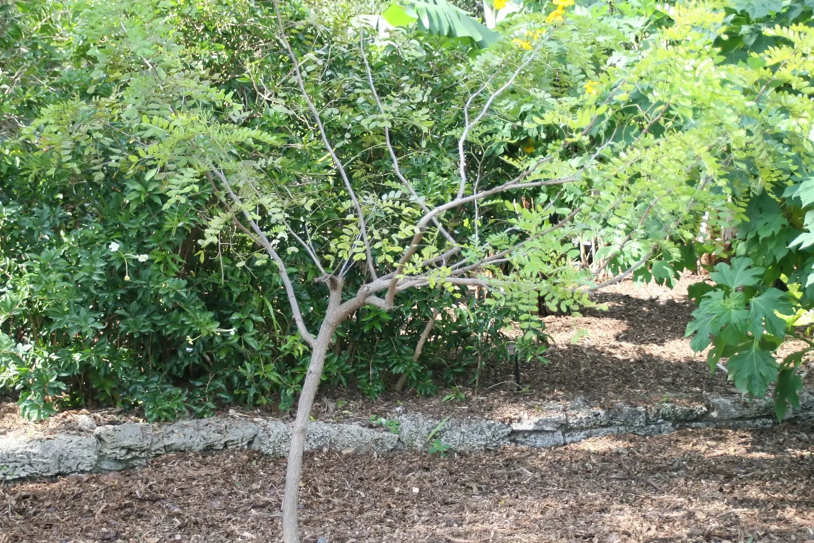 Cascalote (Caesalpinia Cacalaco) — tree for full; it's an easy-care option that promises to enhance the aesthetic of any garden with its year-round beauty