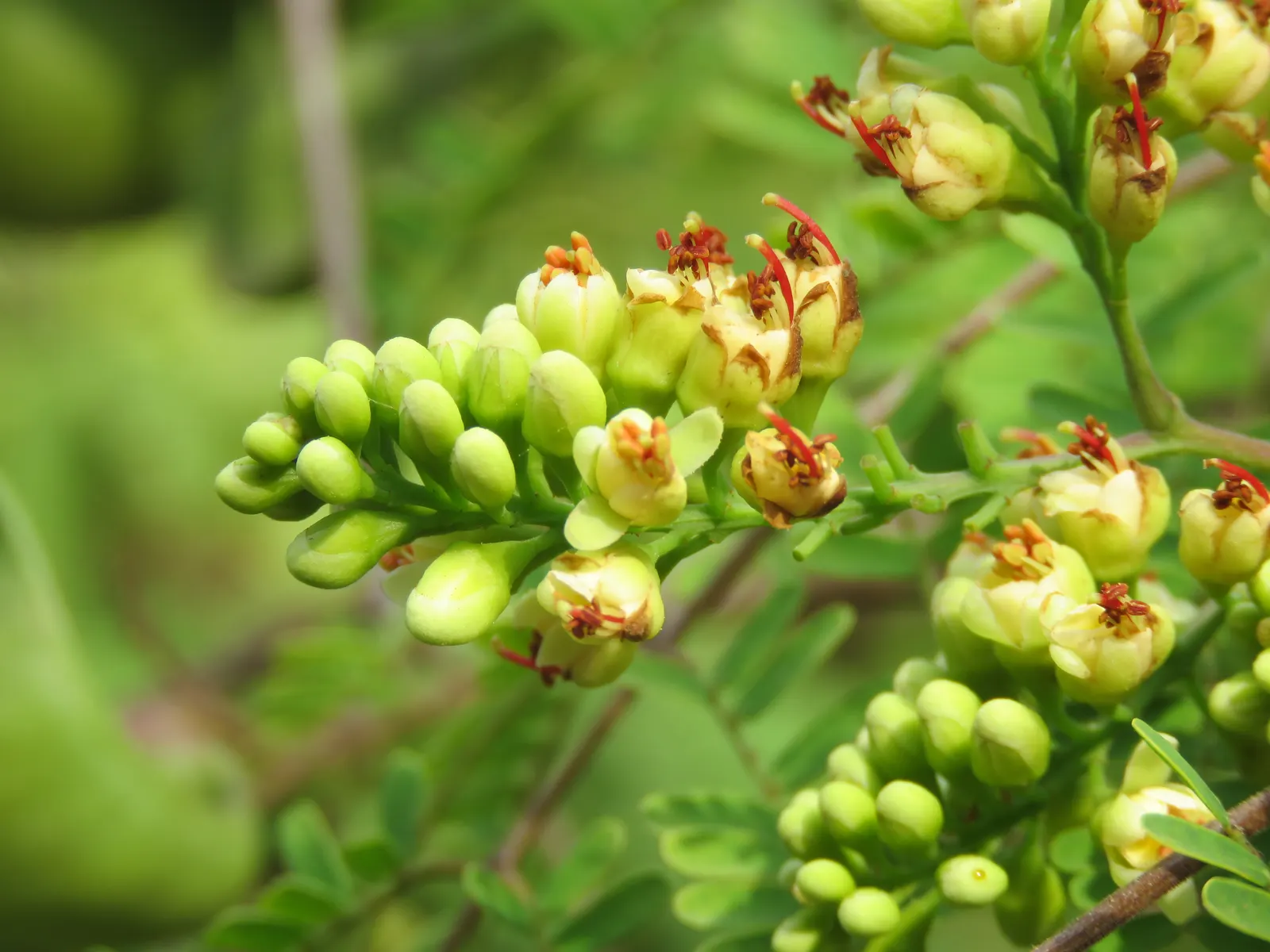 Cascalote (Caesalpinia Cacalaco) — long seed pods follow the flowering period; it is also noteworthy for its drought tolerance once established