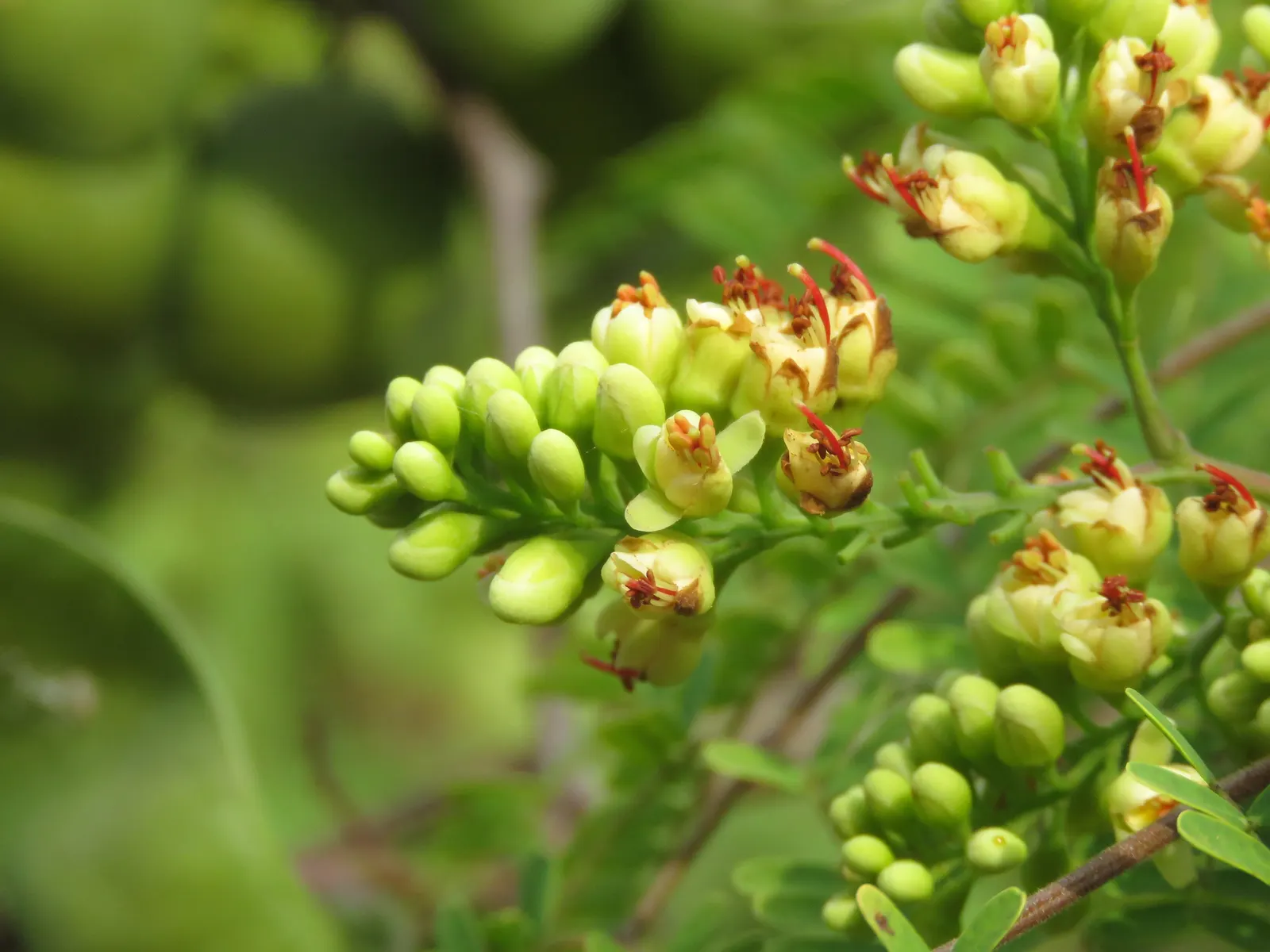 Cascalote (Caesalpinia Cacalaco) — reaching heights of 10-20 feet with a 12-15-foot spread; making it an ideal focal point for design, image 54