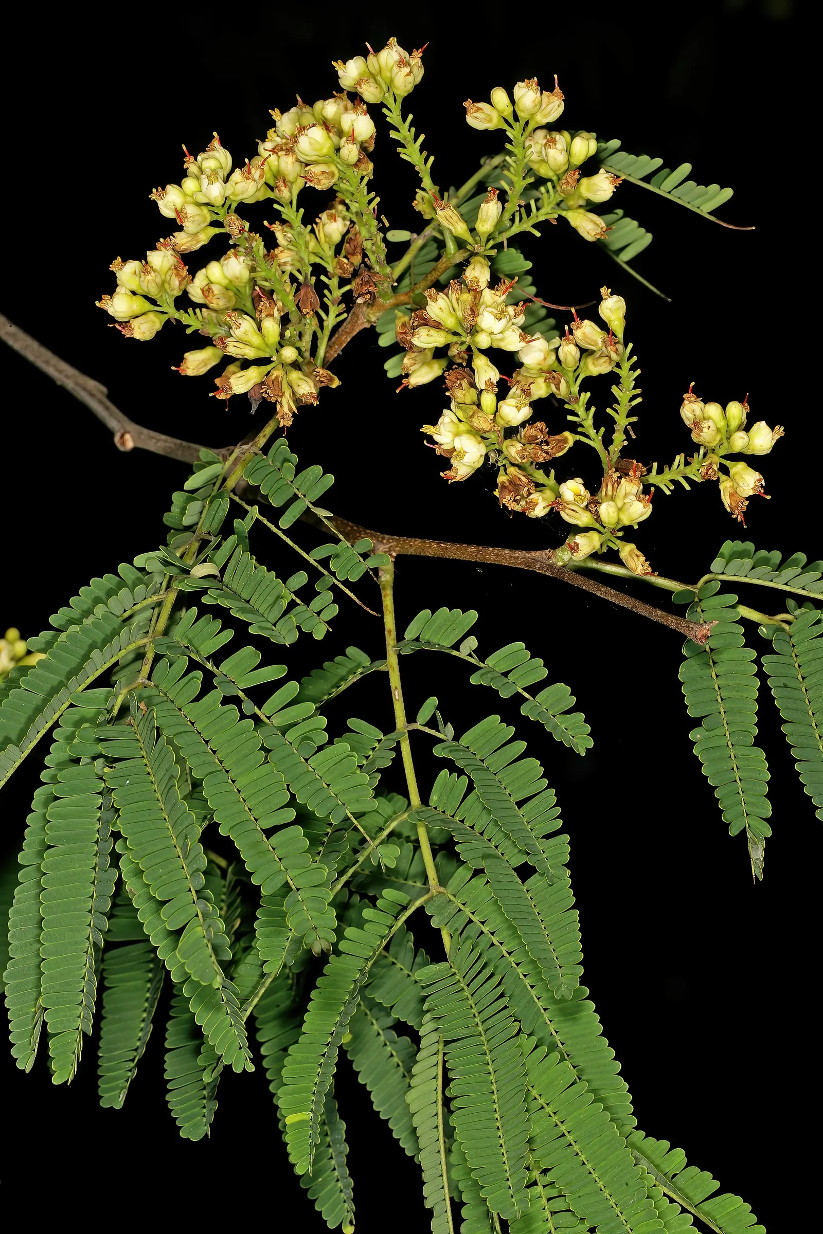 Cascalote (Caesalpinia Cacalaco) — this tree features a dazzling display of bright yellow blooms; yellow flowers in the garden