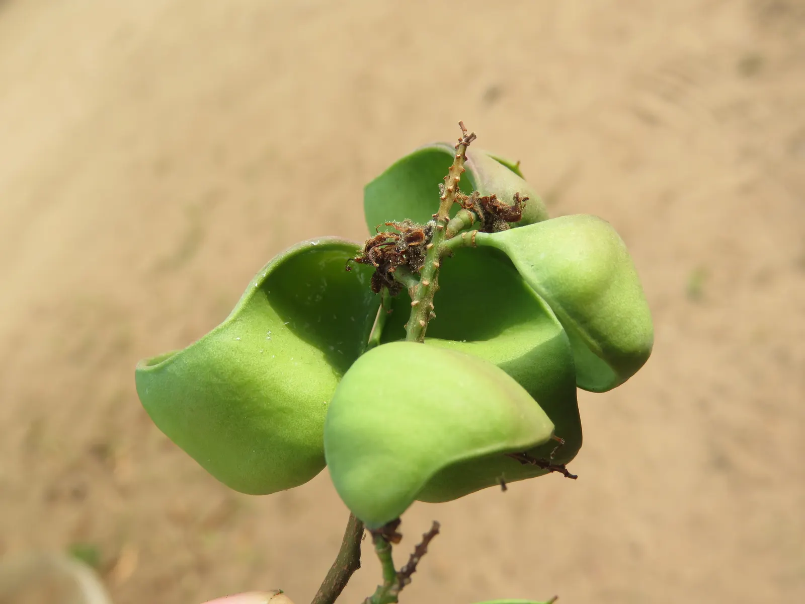 Cascalote (Caesalpinia Cacalaco) — With minimal pruning requirements