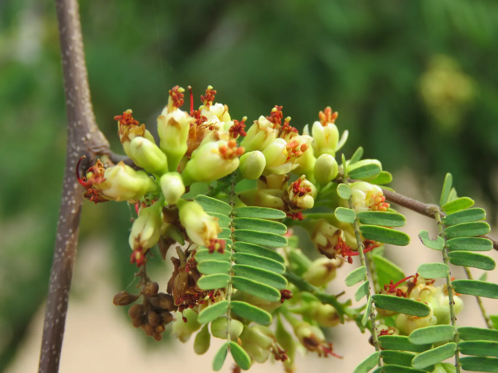 Cascalote (Caesalpinia Cacalaco) — tree with yellow blooms