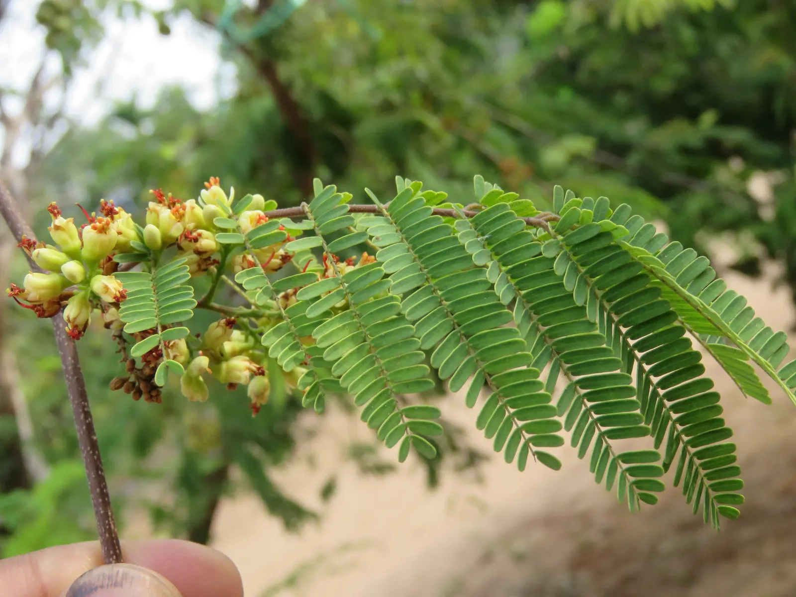 Cascalote (Caesalpinia Cacalaco) — it's an easy-care option that promises to enhance the aesthetic of any garden with its year-round beauty; reaching heights
