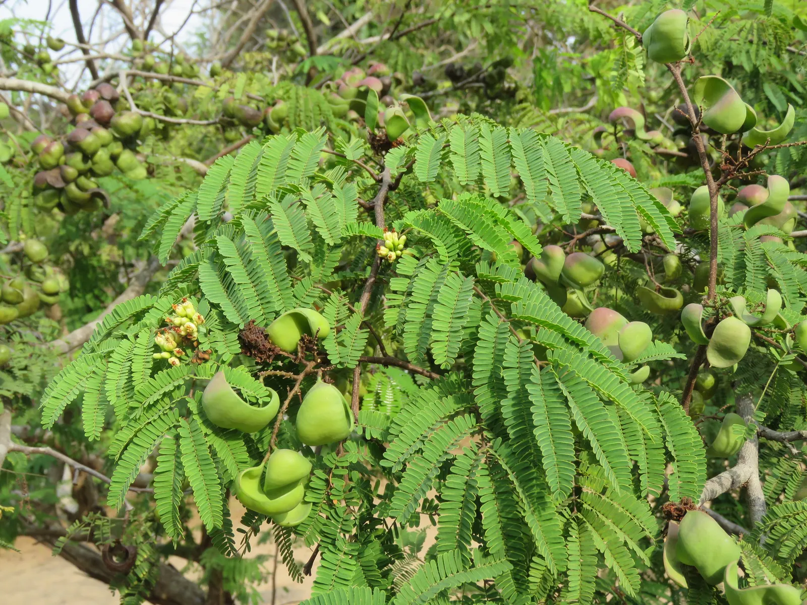 Cascalote (Caesalpinia Cacalaco) — Adding to its ornamental charm; it reaches a moderate height of 10 to 15 feet with an equivalent spread