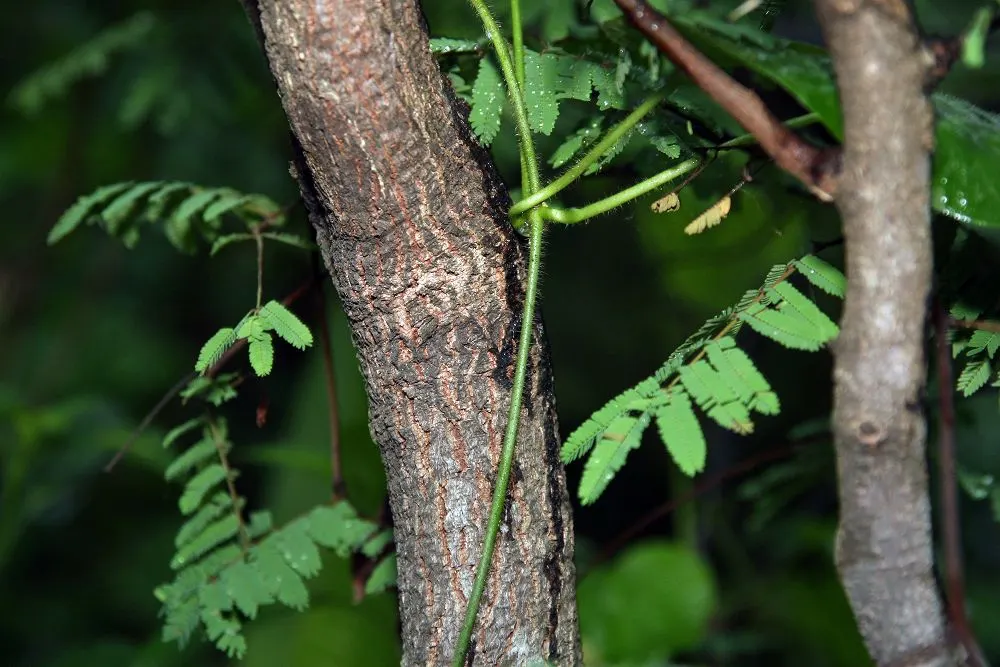 Cascalote (Caesalpinia Cacalaco) — The Cascalote or Caesalpinia cacalaco is a semi-evergreen tree; drought-tolerant once established, it thrives in, image 53