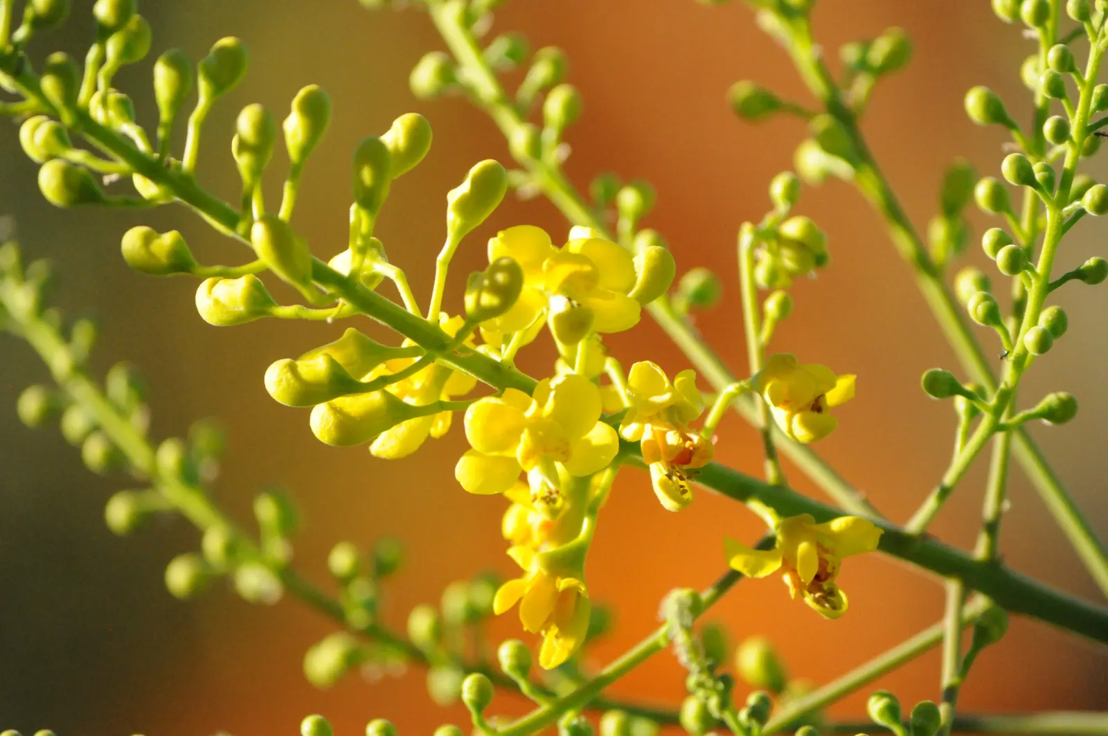 Cascalote (Caesalpinia Cacalaco) — It reaches a moderate height of 10 to 15 feet with an equivalent spread; boasting small, shiny green leaves, its winter