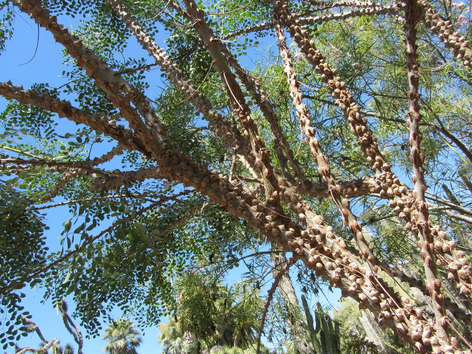 Cascalote (Caesalpinia Cacalaco) — feathery texture in the garden; adding to its ornamental charm