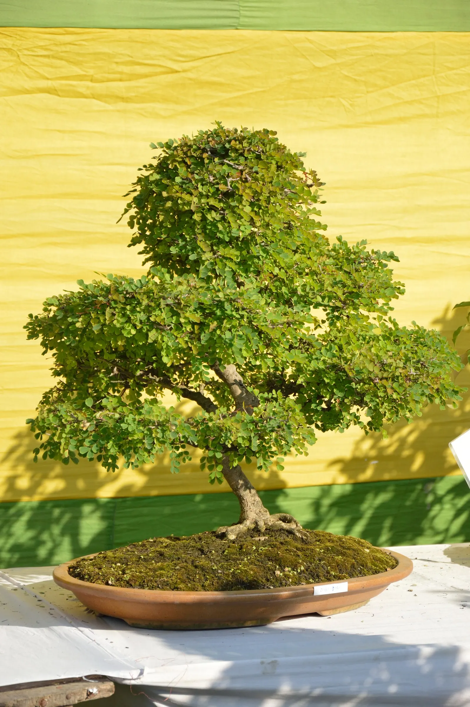 Cascalote (Caesalpinia Cacalaco) — With minimal litter, it's ideal for residential yards or medians
