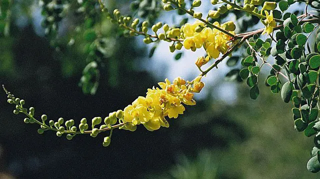 Cascalote (Caesalpinia Cacalaco) — It reaches a moderate height of 10 to 15 feet with an equivalent spread