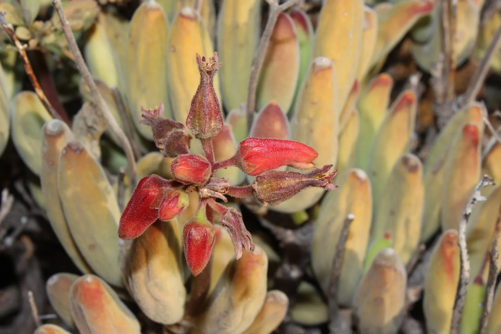 Kitten Paws (Cotyledon Tomentosa) — making it versatile for various garden designs.<br><br>Favoring well-draining soil