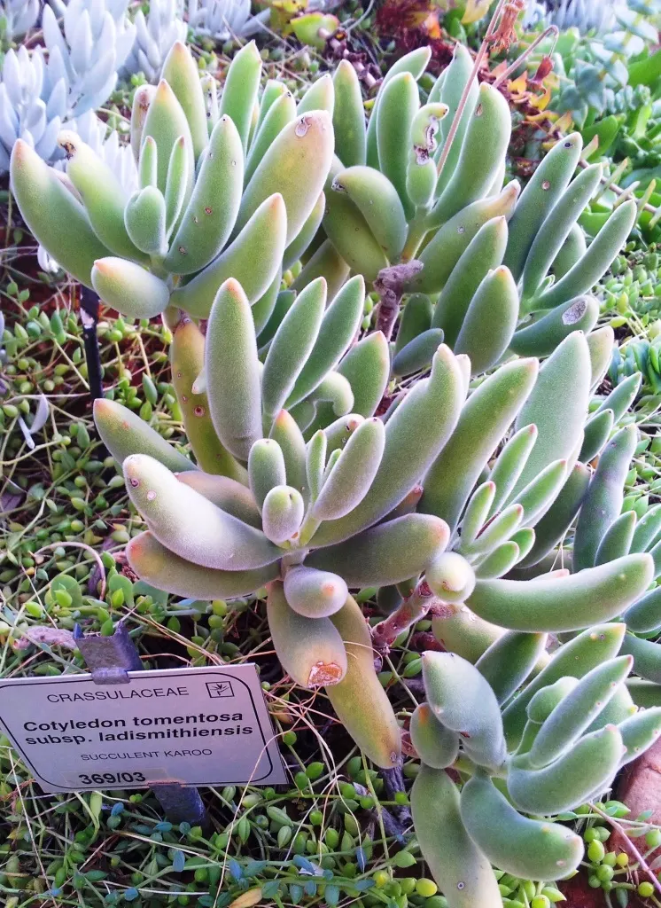 Kitten Paws (Cotyledon Tomentosa) — demonstrating excellent drought tolerance; adding an extra layer of interest.<br><br>Inform the client that Cotyledon