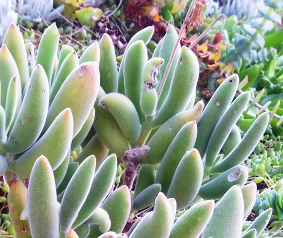 Kitten Paws (Cotyledon Tomentosa) — is a charming succulent that will add a touch of whimsy to any landscape design