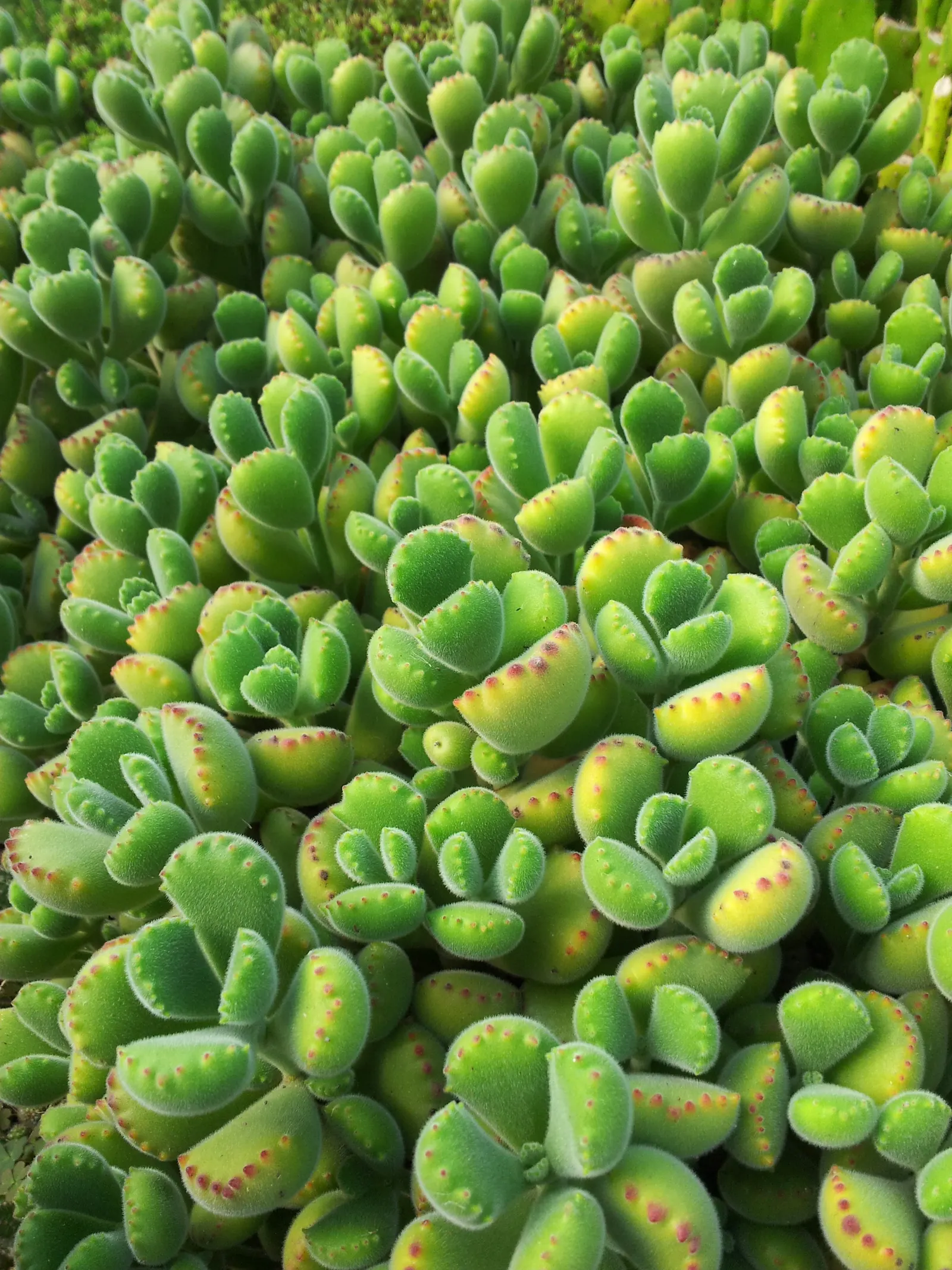 Kitten Paws (Cotyledon Tomentosa) — Ideal for rock gardens and containers; orange flowers in the garden, image 55