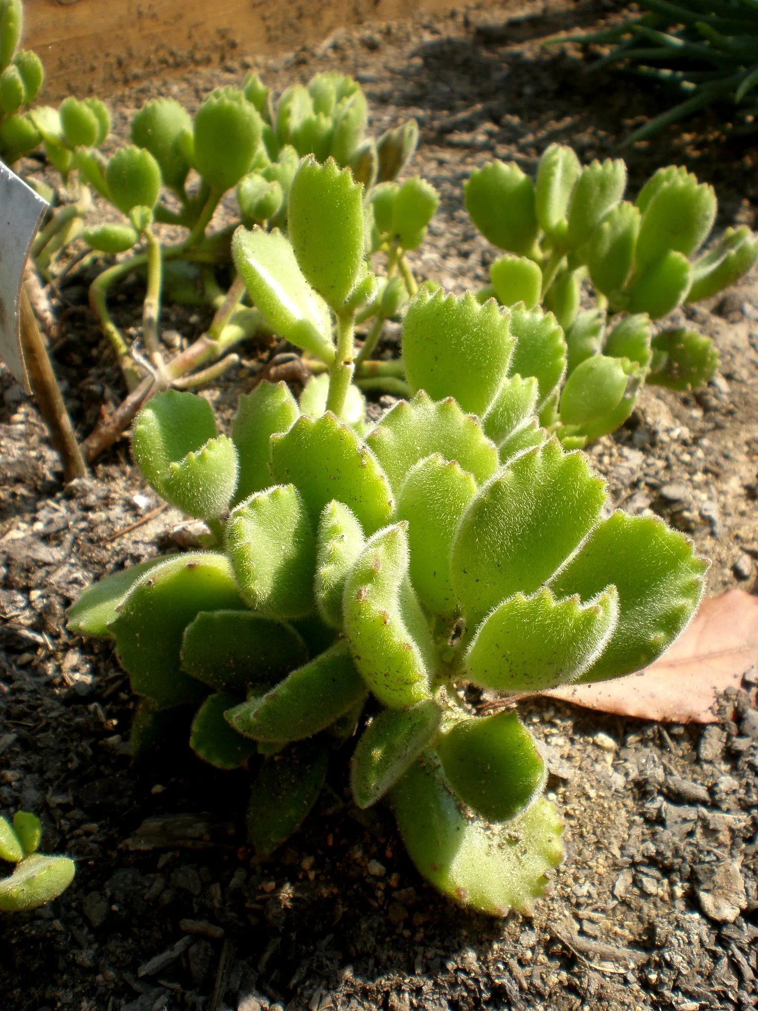 Kitten Paws (Cotyledon Tomentosa) — demonstrating excellent drought tolerance
