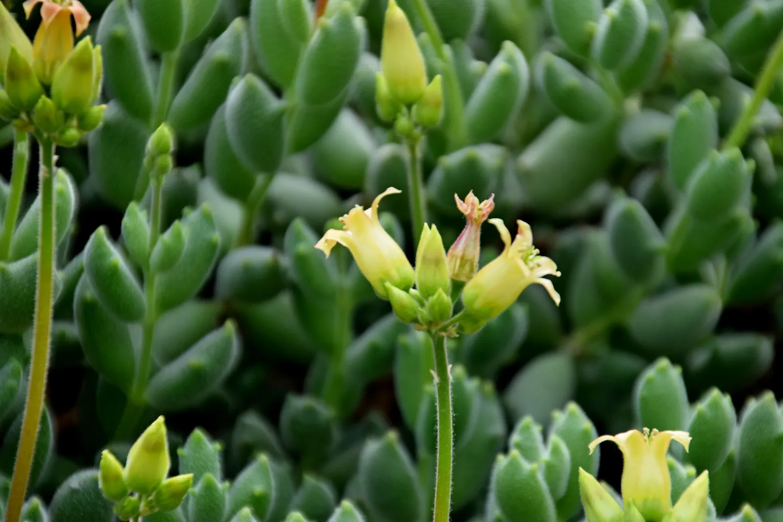Kitten Paws (Cotyledon Tomentosa) — indirect light ensures vibrant foliage coloration and supports the blooming of bell-shaped