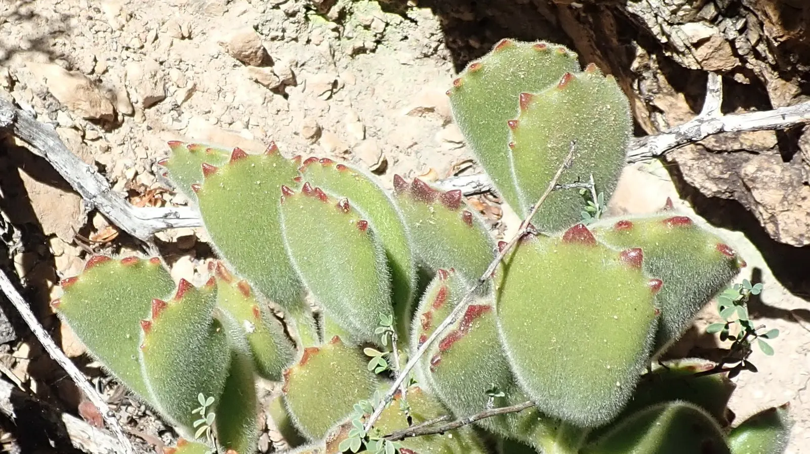 Kitten Paws (Cotyledon Tomentosa) — is a charming succulent that will add a touch of whimsy to any landscape design; suitable for rock gardens, image 57