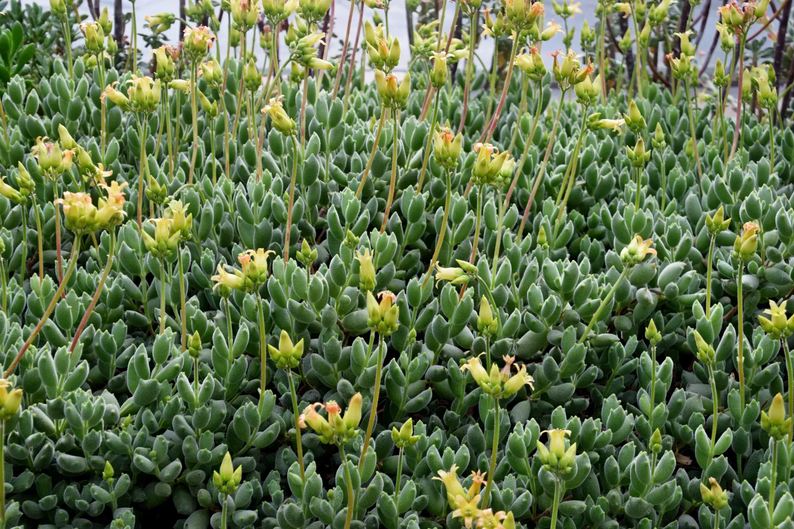 Kitten Paws (Cotyledon Tomentosa) — adding an extra layer of interest.<br><br>Inform the client that Cotyledon tomentosa is low-maintenance
