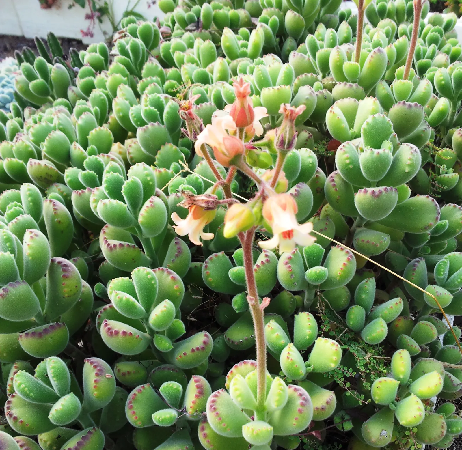 Kitten Paws (Cotyledon Tomentosa) — succulent for half; presenting a compelling option for ease of care and sustained aesthetic appeal in their garden layout