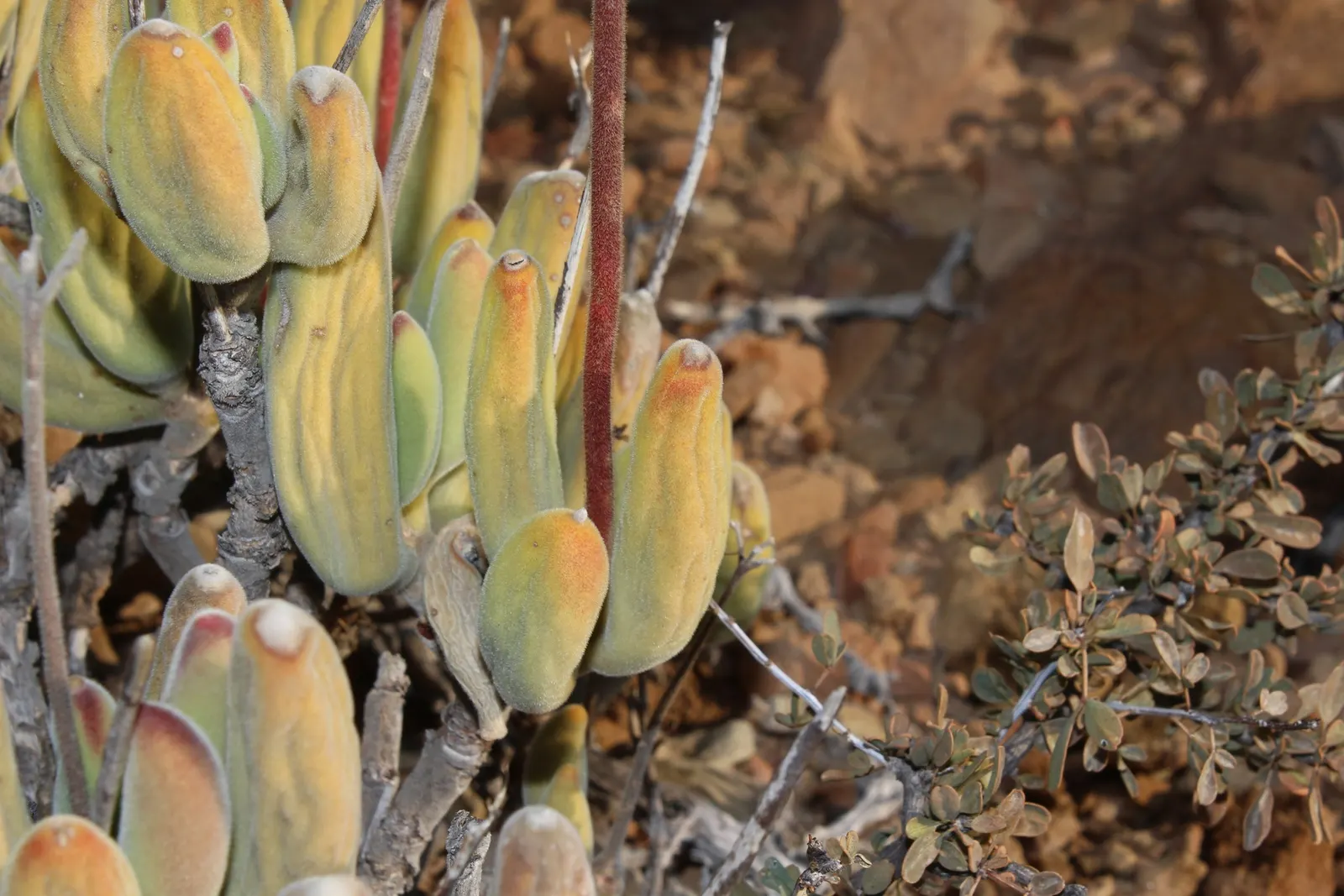 Kitten Paws (Cotyledon Tomentosa) — In late winter to spring, bell-shaped yellow flowers offer a delightful contrast