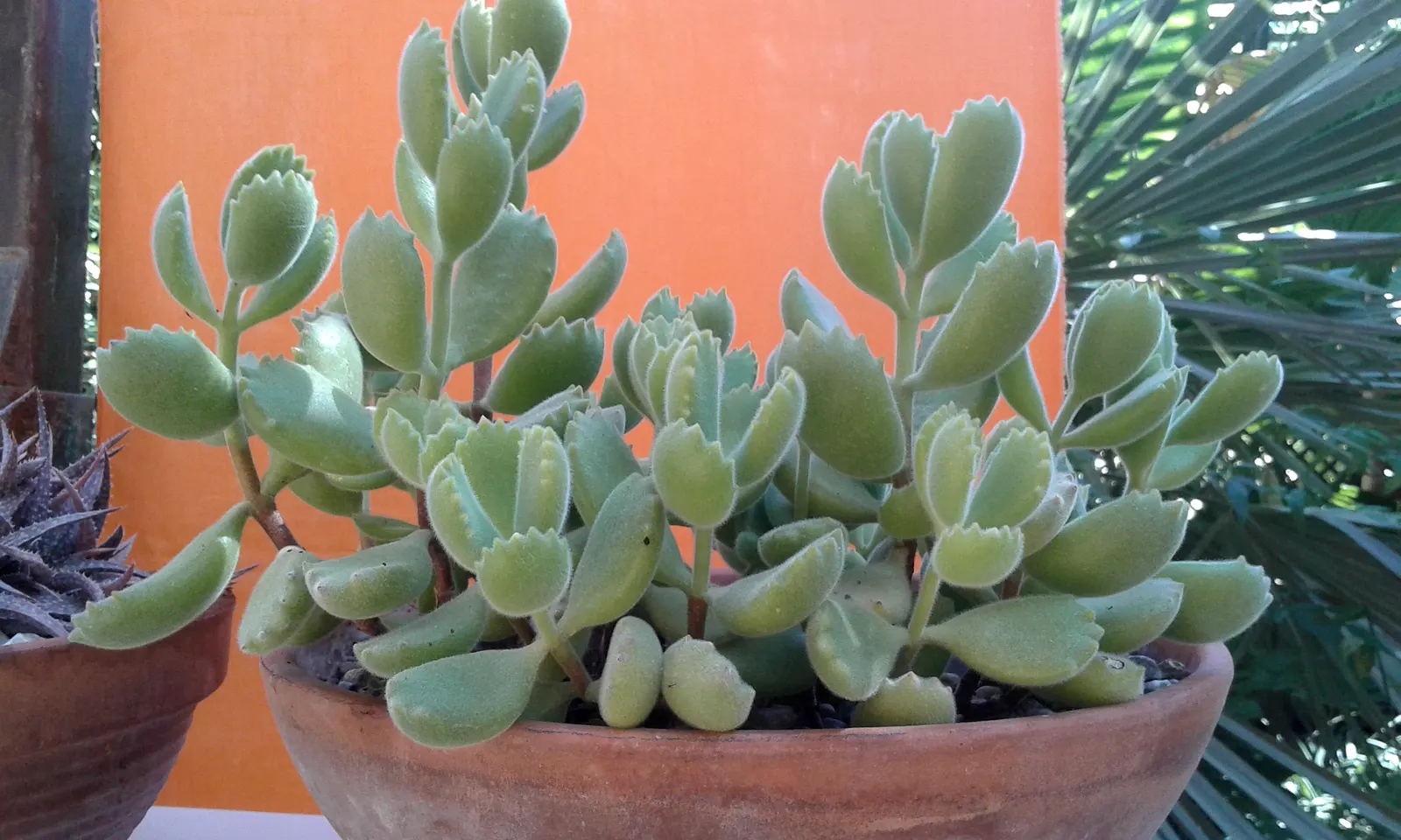 Kitten Paws (Cotyledon Tomentosa) — presenting a compelling option for ease of care and sustained aesthetic appeal in their garden layout