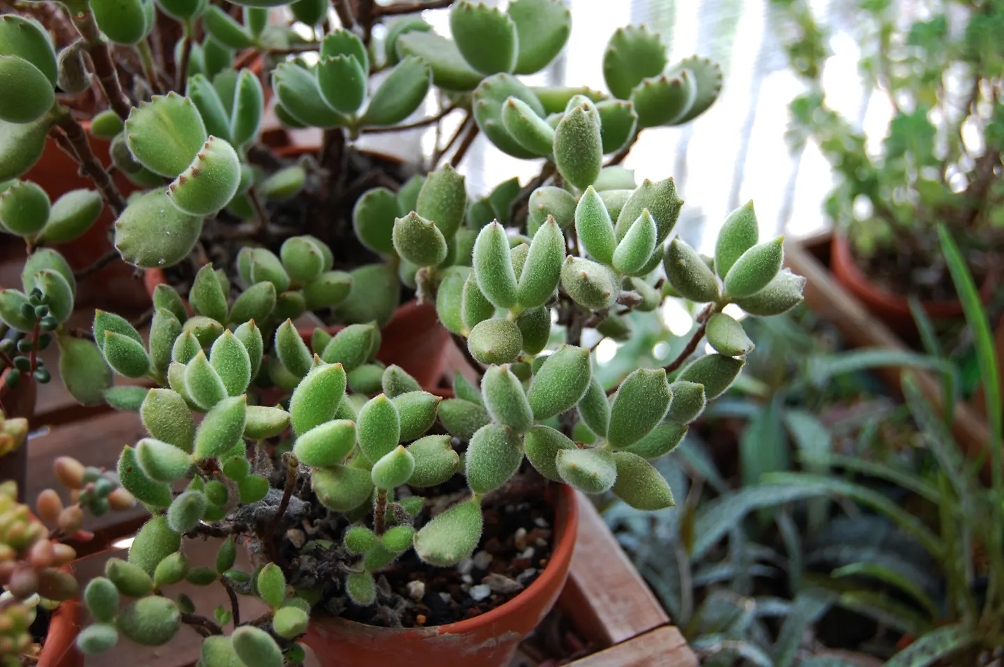 Kitten Paws (Cotyledon Tomentosa) — Each leaf boasts a distinct three to ten "toes" outlined by darker red-brown tips; orange flowers in late spring to early
