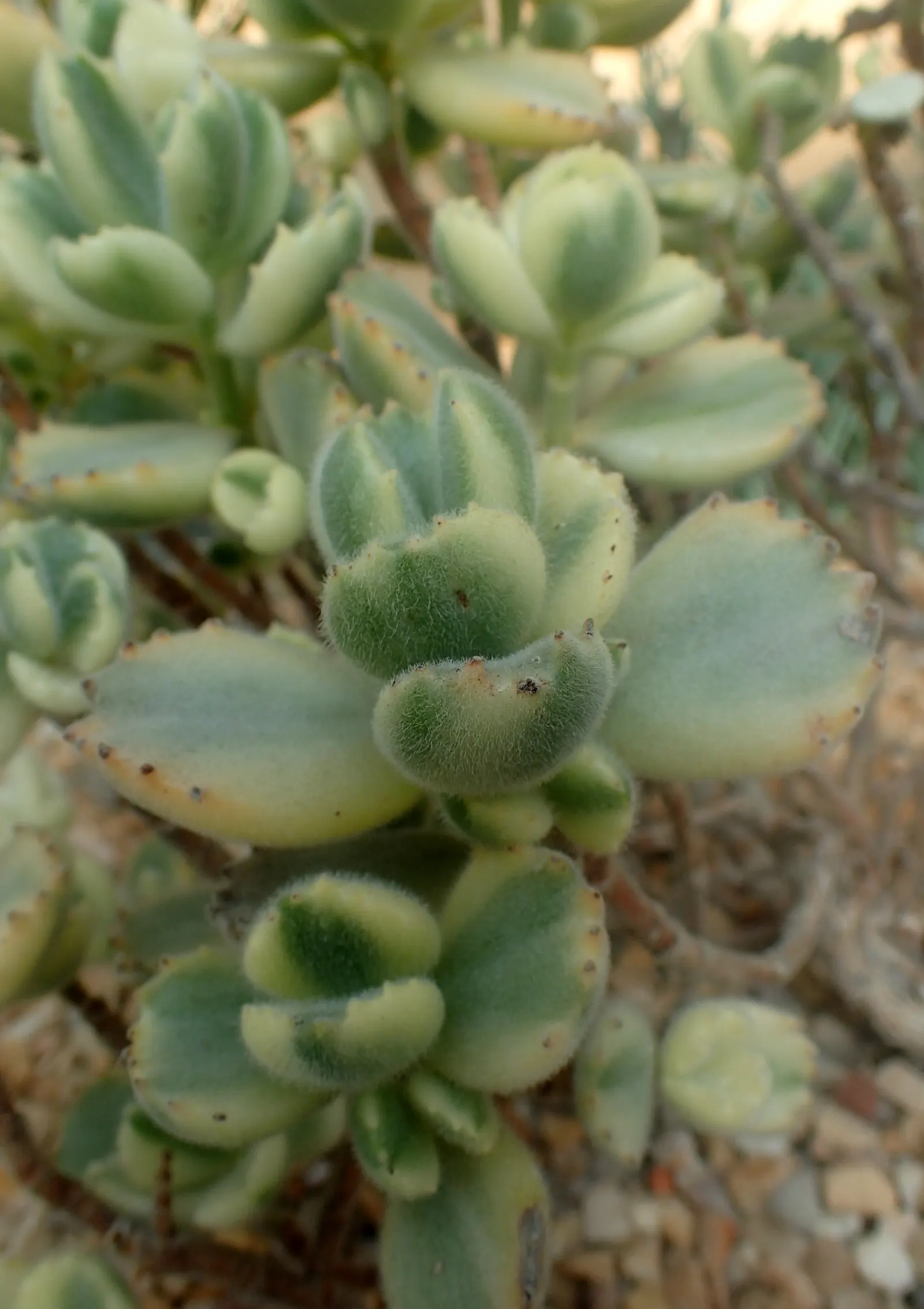 Kitten Paws (Cotyledon Tomentosa) — Thriving in USDA zones 9-11, it prefers full to partial sun and well-draining soil; commonly known as Kitten, image 53