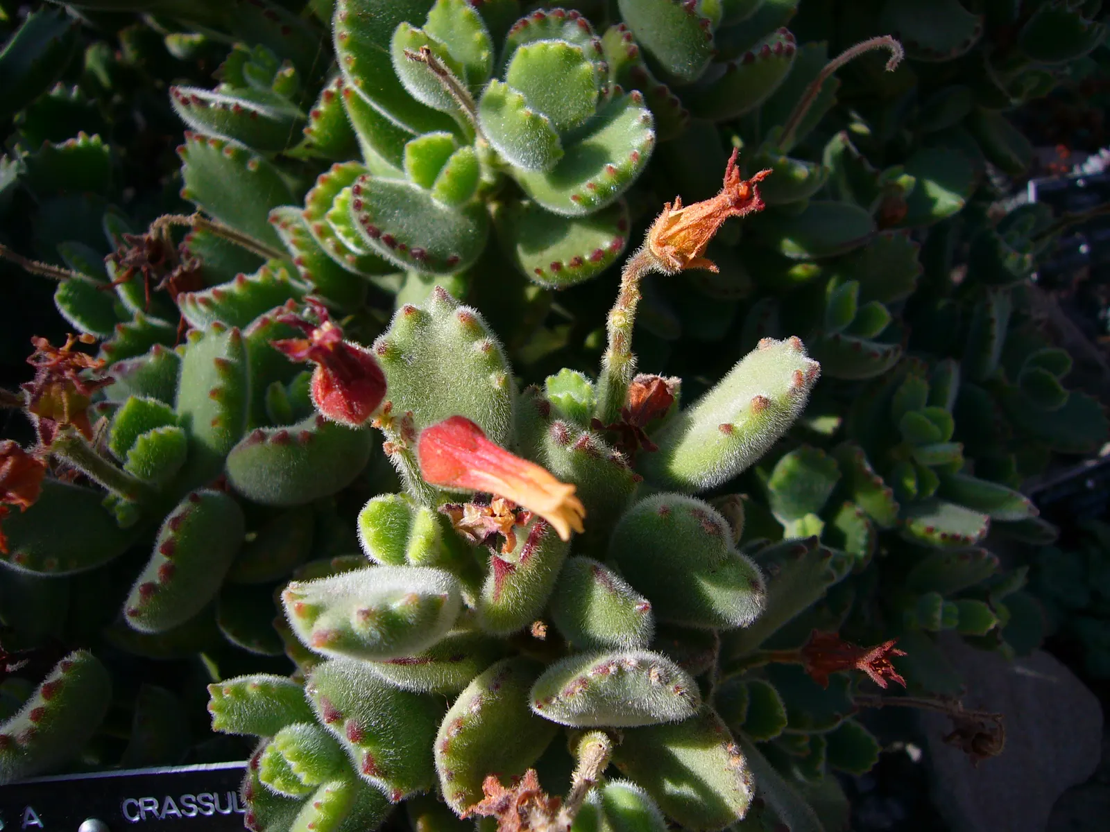 Kitten Paws (Cotyledon Tomentosa) — The plant flourishes in USDA hardiness zones 9 to 11