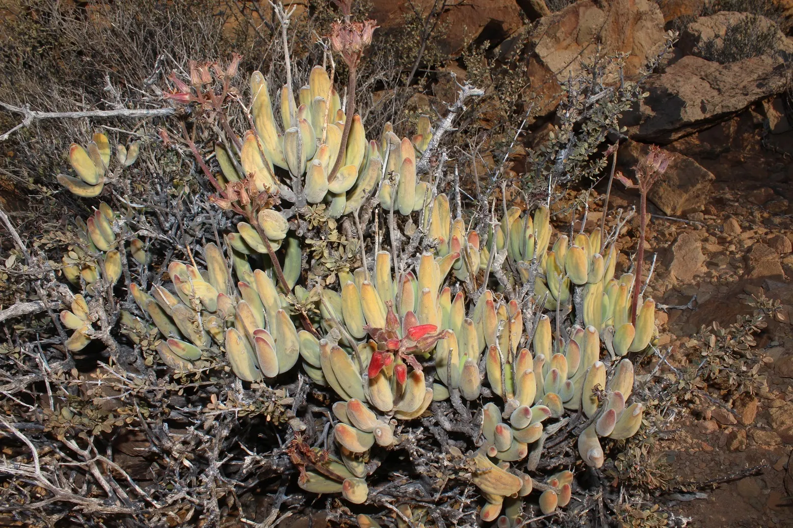 Kitten Paws (Cotyledon Tomentosa) — is a charming succulent with velvety leaves resembling tiny feline feet
