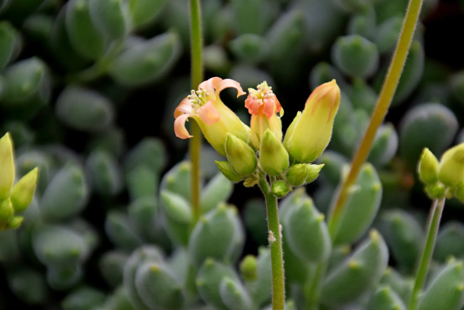 Kitten Paws (Cotyledon Tomentosa) — This South African native reaches up to 12 inches tall and 24 inches wide; indirect light ensures vibrant foliage