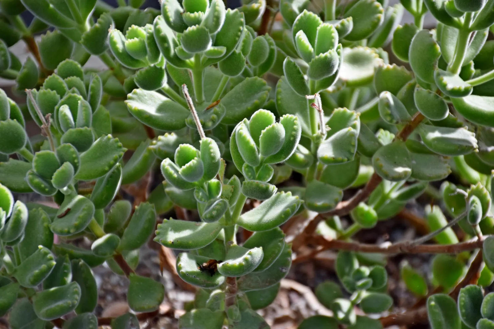 Kitten Paws (Cotyledon Tomentosa) — suitable for rock gardens; is a charming succulent that will add a touch of whimsy to any landscape design