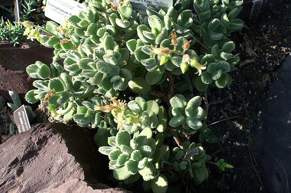 Kitten Paws (Cotyledon Tomentosa) — commonly known as Kitten Paws; its pudgy leaves are silver-green with reddish-brown tips