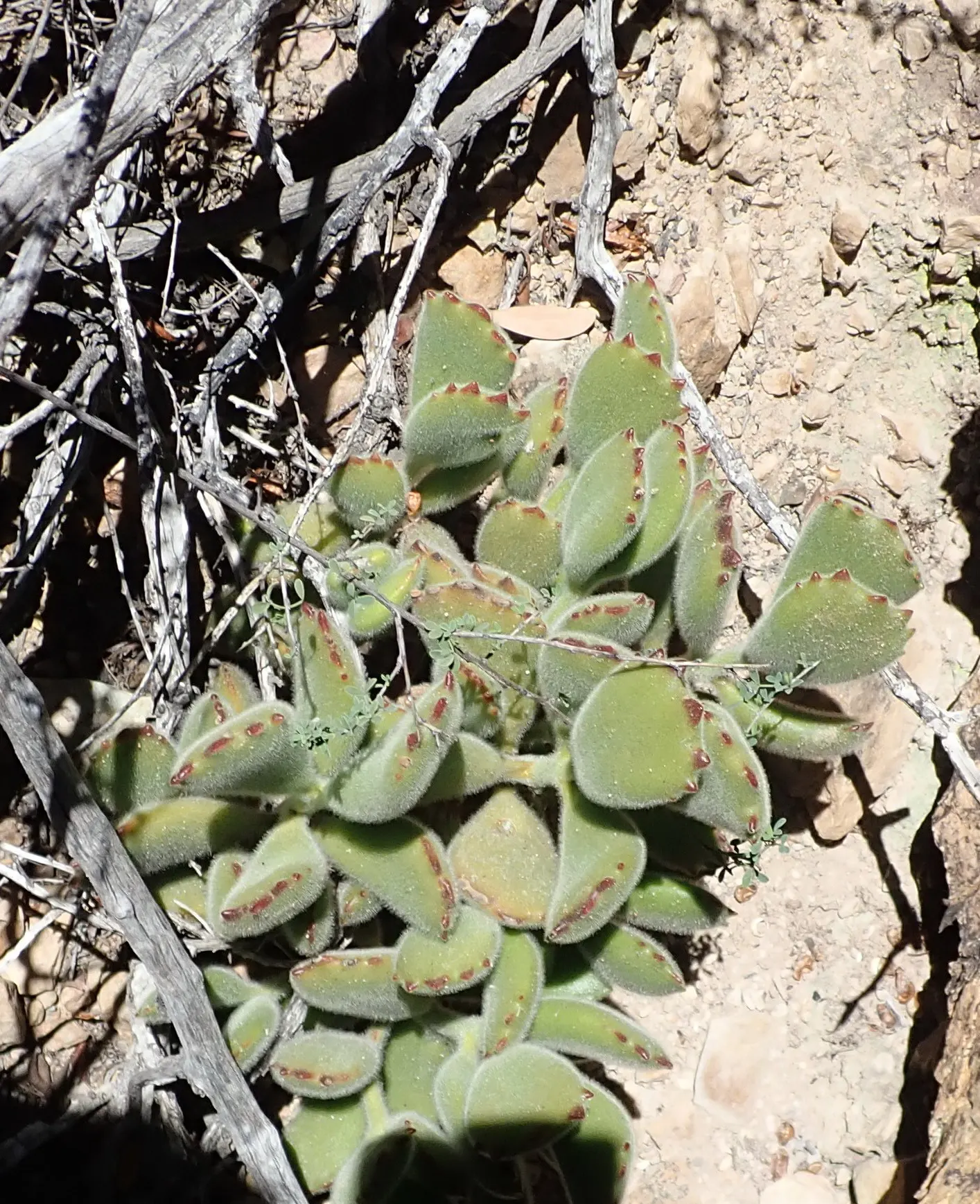 Kitten Paws (Cotyledon Tomentosa) — commonly known as Kitten Paws or Bear\'s Paw; thriving in USDA zones 9-11, it prefers full to partial sun and well-draining