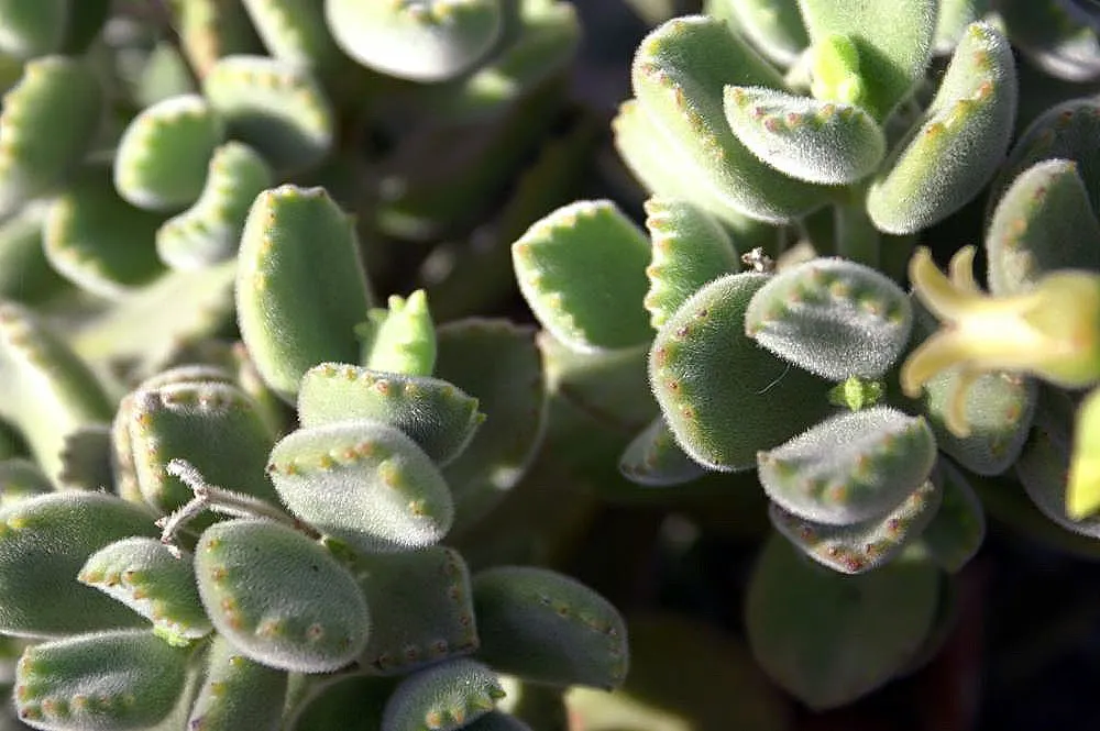Kitten Paws (Cotyledon Tomentosa) — indirect light ensures vibrant foliage coloration and supports the blooming of bell-shaped; this South African native