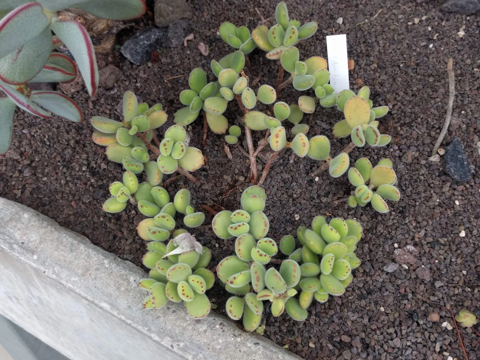Kitten Paws (Cotyledon Tomentosa) — or as an engaging ground cover