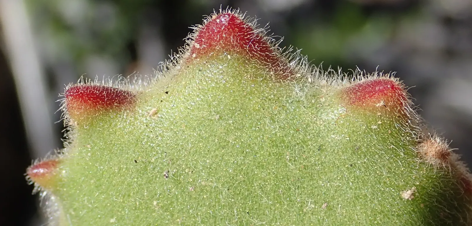 Kitten Paws (Cotyledon Tomentosa) — making it versatile for various garden designs.<br><br>Favoring well-draining soil; or as an engaging ground, image 64
