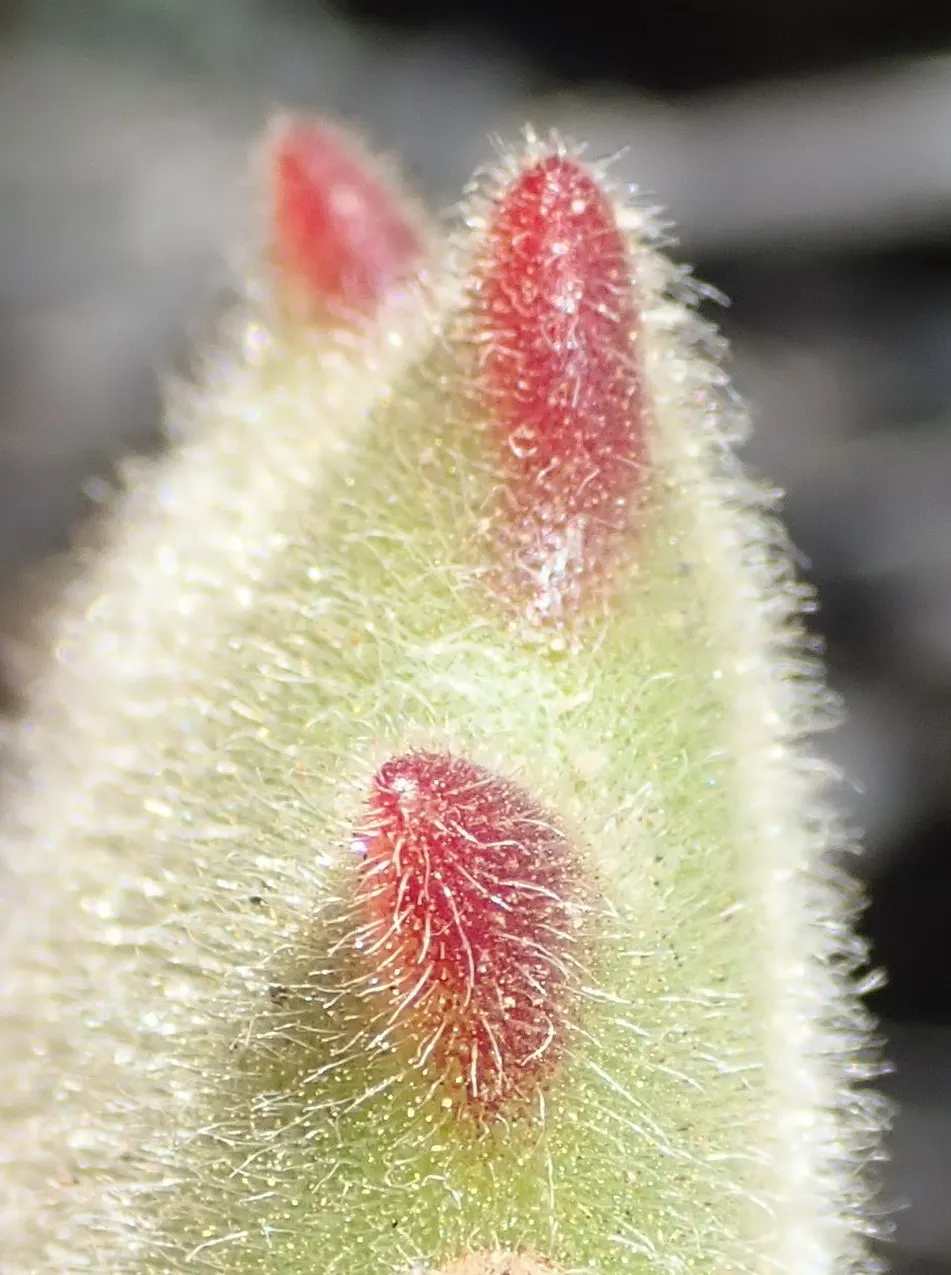Kitten Paws (Cotyledon Tomentosa) — commonly known as Kitten Paws or Bear\'s Paw; thriving in USDA zones 9-11, it prefers full to partial sun and, image 56