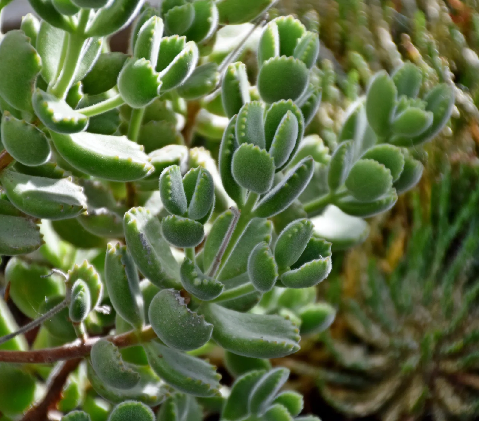 Kitten Paws (Cotyledon Tomentosa) — Thriving in USDA zones 9-11, it prefers full to partial sun and well-draining soil