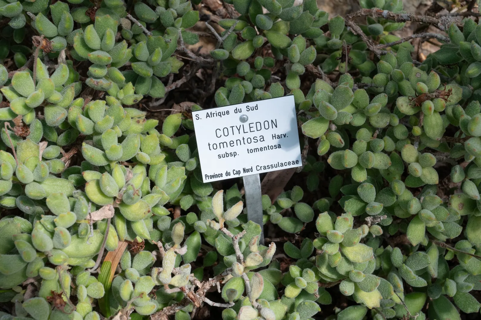 Kitten Paws (Cotyledon Tomentosa) — Each leaf boasts a distinct three to ten "toes" outlined by darker red-brown tips; orange flowers in late, image 58